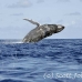 whale_humpback_h_00418_dom2465.jpg